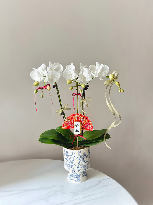 White Orchids (from Taiwan)